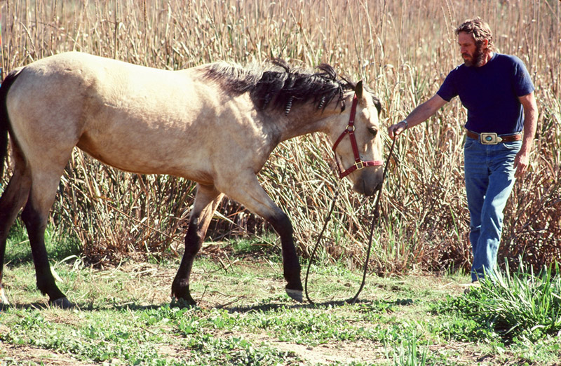 Steve McQueen, Comes a Horseman, Malibu, 1978