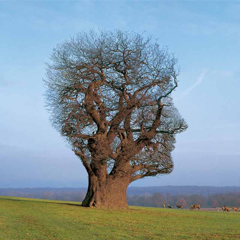 Pink Floyd, Tree of Half Life, 1997