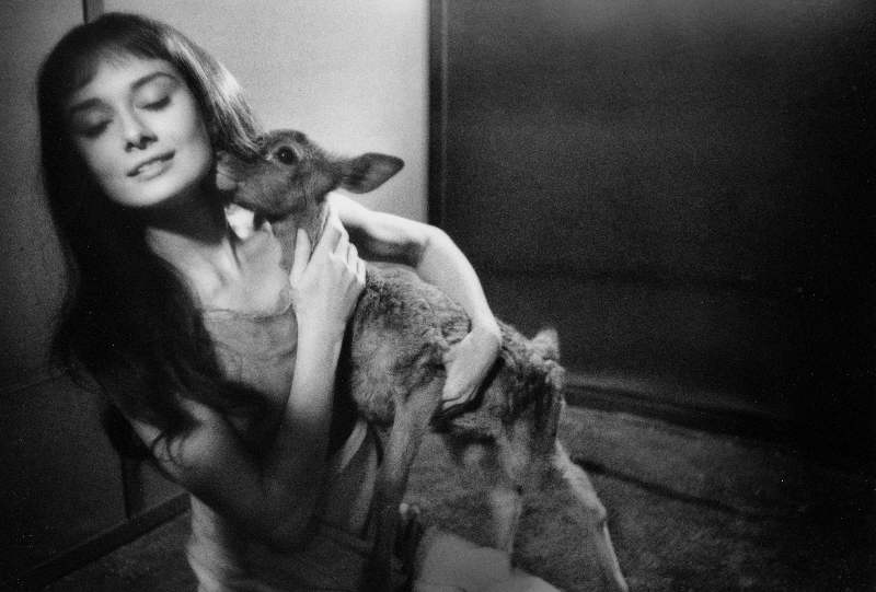 Audrey Hepburn With a Deer on the Set of Green Mansions, 1958